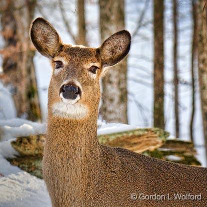 Deer Head_21472.jpg - White-tailed Deer (Odocoileus virginianus) photographed near McDonalds Corners, Ontario, Canada.